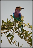 Lilac-Breaster Roller