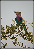 Lilac-Breaster Roller
