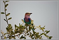 Lilac-Breaster Roller