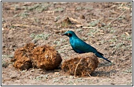 Greater Blue-eared Starling