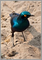 Greater Blue-eared Starling