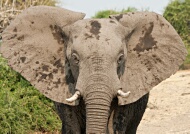 Fotos de Botswana