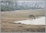 Giraffe Drinking