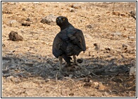 Eagle at Work