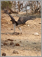 African Eagle