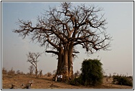 The Giant