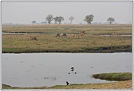 Chobe Landscape