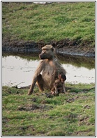 Mum and Baby