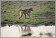 Baboon