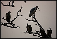 Perched on the Tree