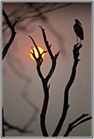 African Sunset