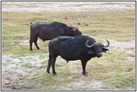 Buffaloes
