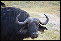 Buffalo