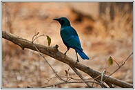 Greater Blue-eared Starling