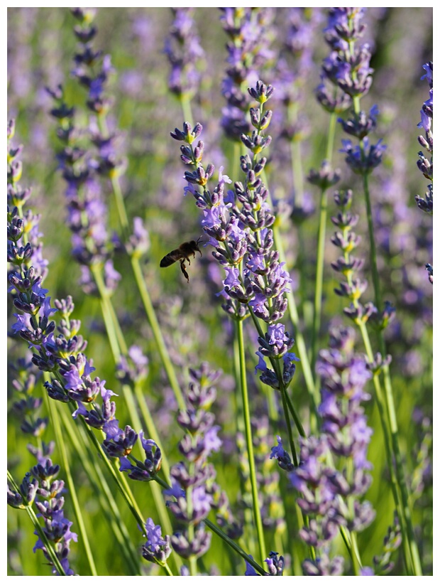 Campos de Lavanda