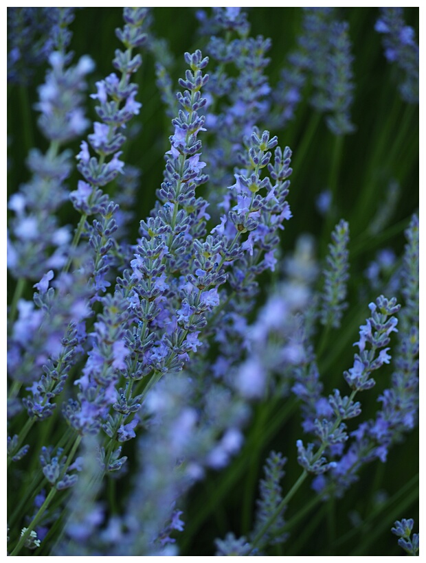 Campos de Lavanda