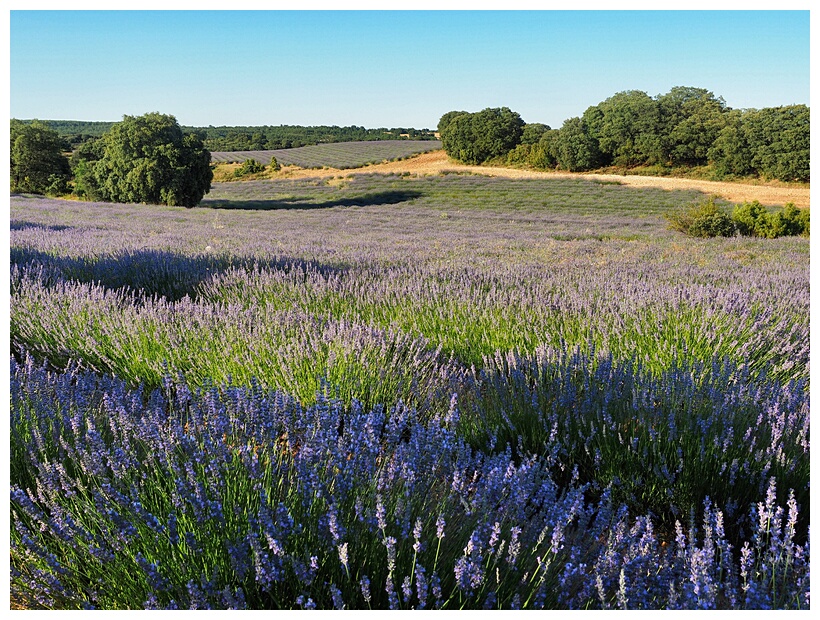 Campos de Lavanda