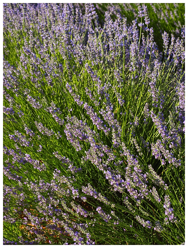 Campos de Lavanda
