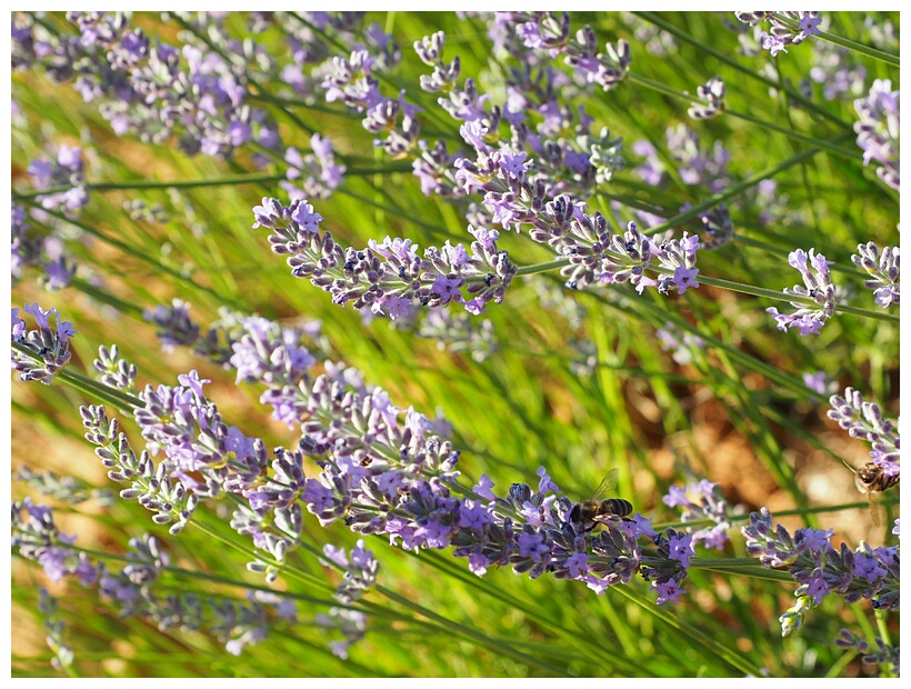 Campos de Lavanda