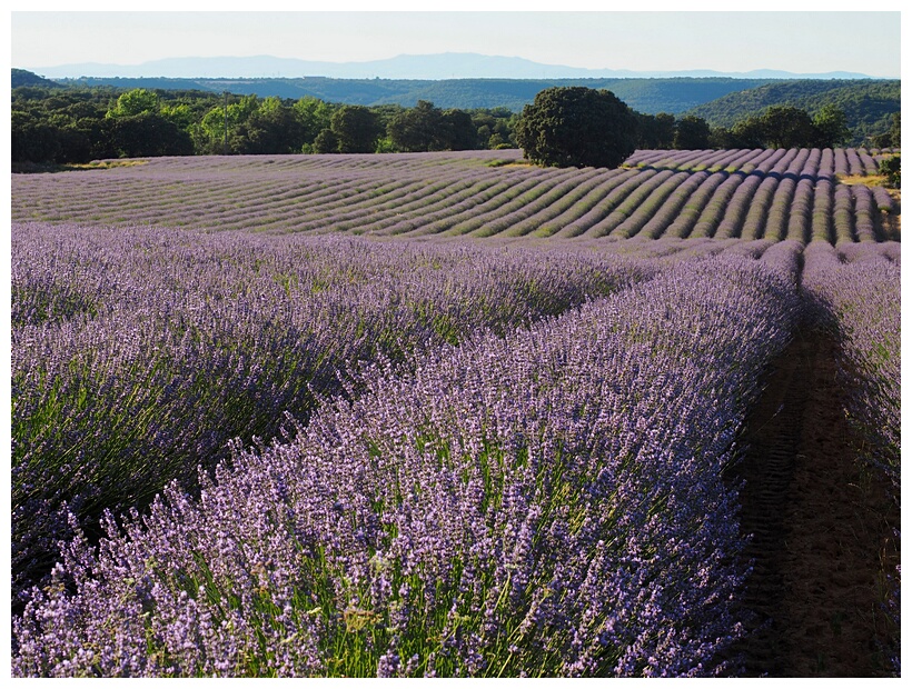 Campos de Lavanda