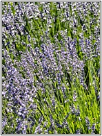 Campos de Lavanda
