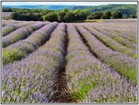 Campos de Lavanda