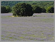 Campos de Lavanda