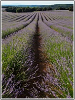 Campos de Lavanda