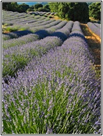 Campos de Lavanda