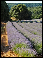 Campos de Lavanda