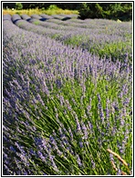 Campos de Lavanda