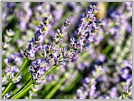 Campos de Lavanda