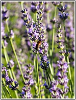 Campos de Lavanda