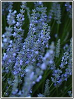 Campos de Lavanda