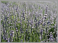 Campos de Lavanda