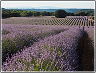 Campos de Lavanda