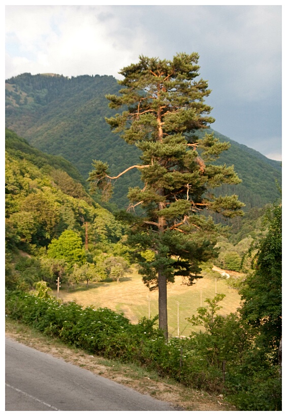 Rila Monastery Forest Reserve