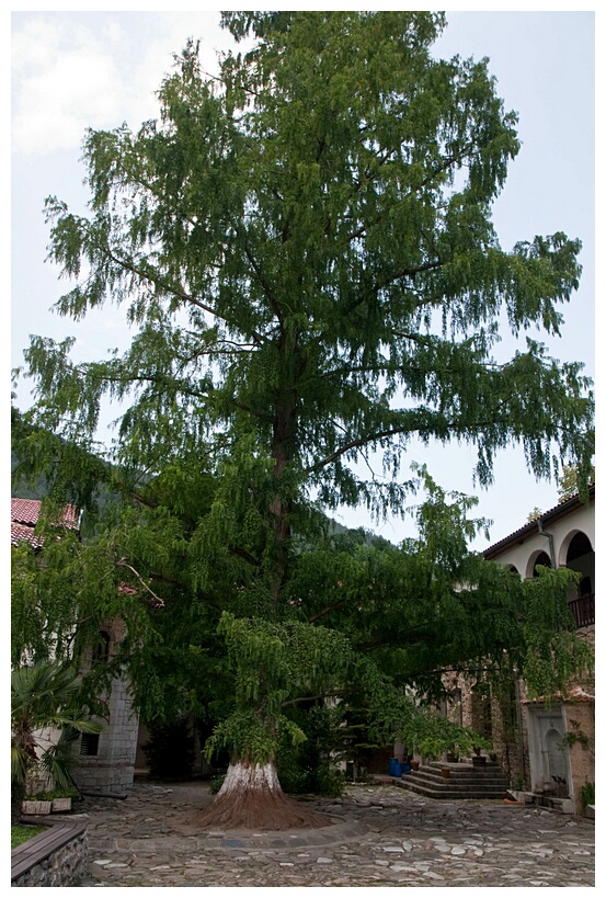 Bachkovo Monastery