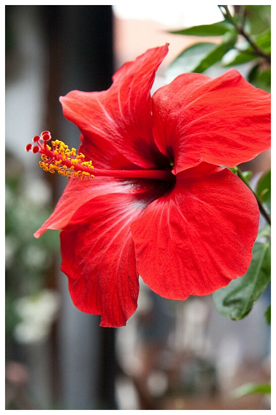 Red Hibiscus