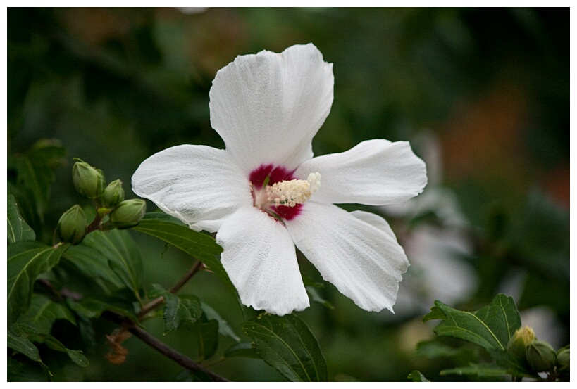White Hibiscus