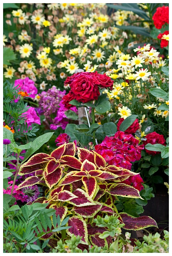 Flowers