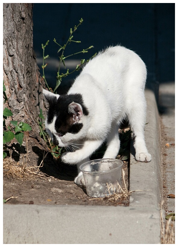 Stray Cat