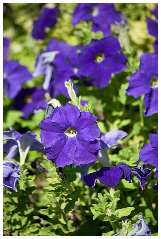 Petunias