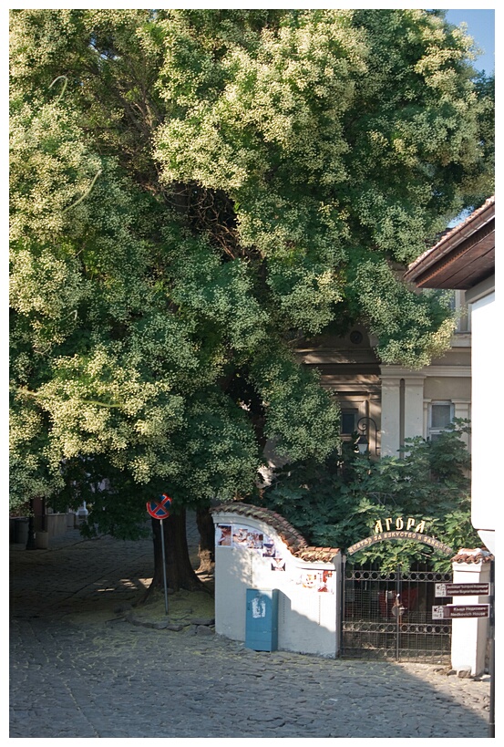 Plovdiv Street