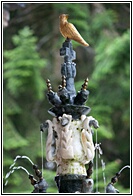 Little Bird