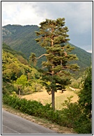Rila Monastery Forest Reserve