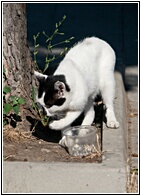 Stray Cat