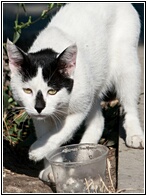 Bulgarian Cat