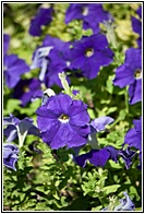 Petunias