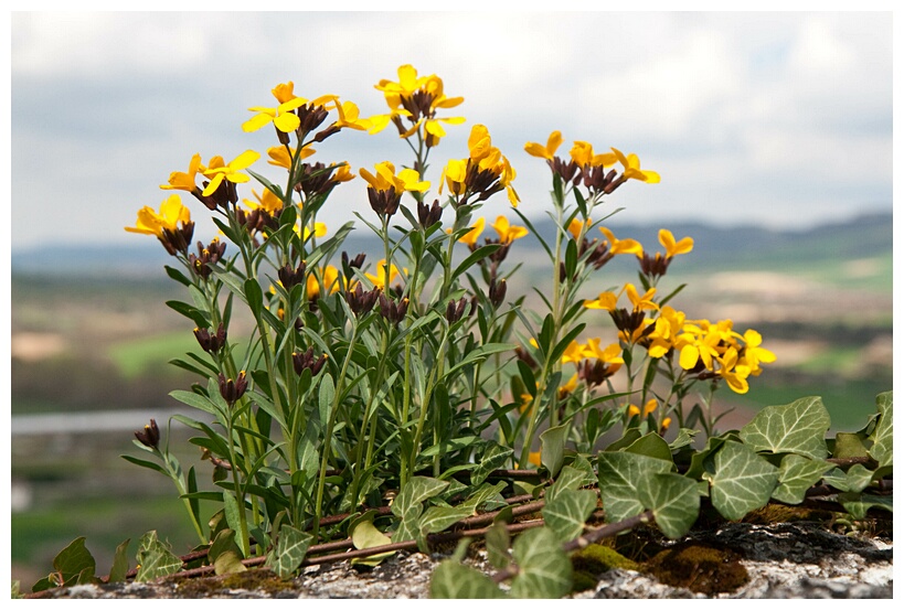 Florecillas